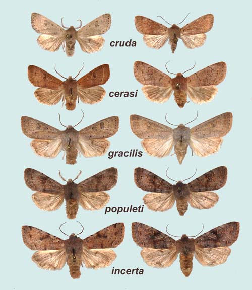 mles Orthosia sp. (mles  gauche)